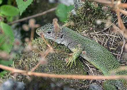 Western green lizard - Wikipedia