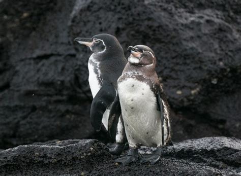 Pinguim das galápagos características reprodução alimentação