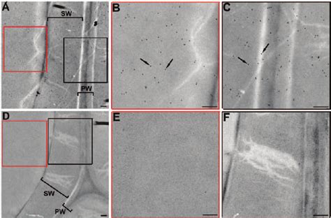 Immunocytolocalization Of Ptfla In The Xylem Fibre Cells Of Poplar