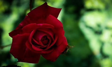Красная красивая садовая роза крупным планом - обои для рабочего стола ...