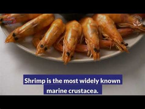 America S Favourite Seafood Indian Shrimp MPEDA YouTube