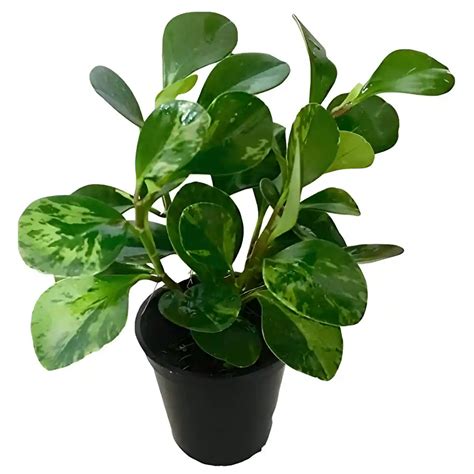 Buy Peperomia Obtusifolia Variegated Plant At Best Price