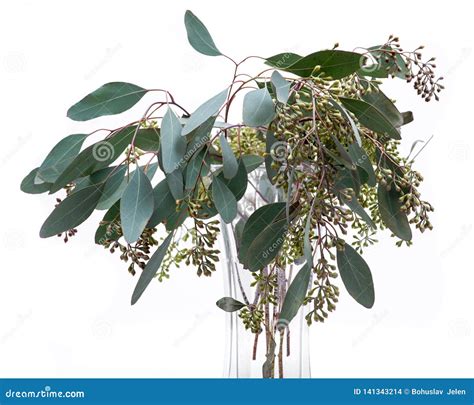 Fresh Eucalyptus Stems in Clear Glass Vase Isolated on White Stock Photo - Image of indoor ...