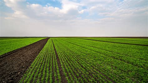 El uso de las nuevas tecnologías en el sector agrario Revei 2000