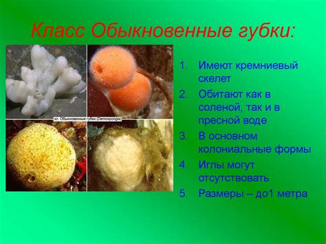 Тип Губки - online presentation