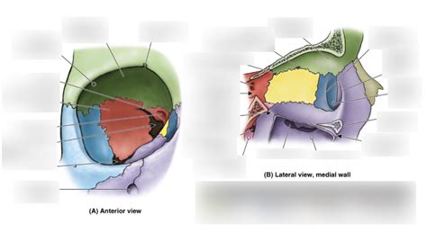 Label Bones of the Orbit Diagram | Quizlet