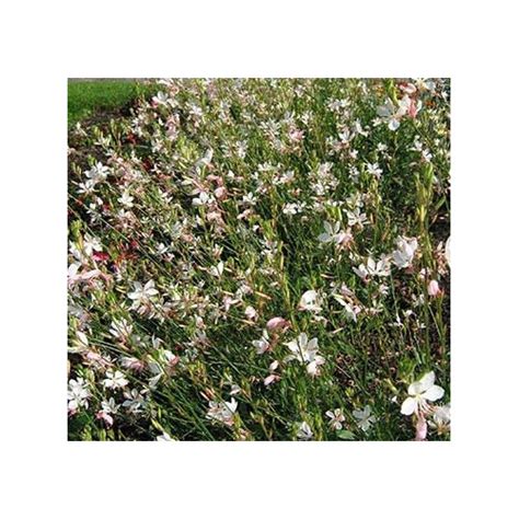 Acheter Gaura Lindheimeri Geyser Blanc