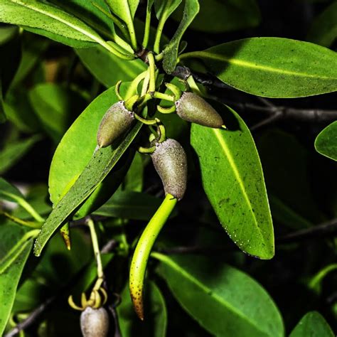 mangrove trees   grow mangroves  seeds