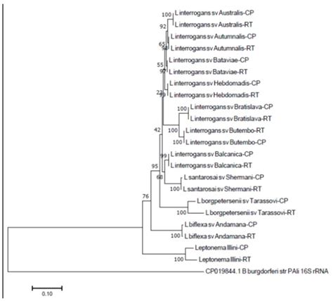 Phylogenetic Tree Obtained For 16s Rrna Numbers Represent Bootstrap Download Scientific