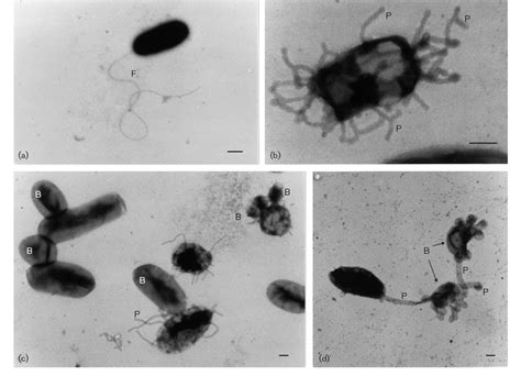 Figure 2 From Alteromonas Stellipolaris Sp Nov A Novel Budding