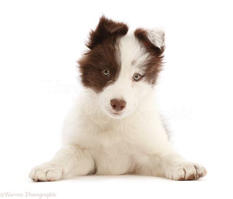 Dog Brown And White Border Collie Puppy Photo Wp49449