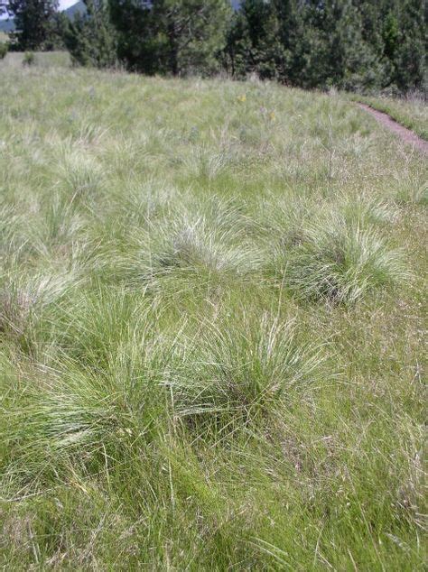 23 Montana Native Grasses Ideas Grass Montana Fescue