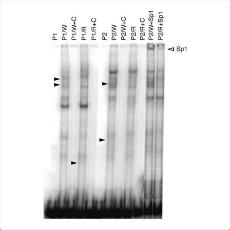 EMSA and super EMSA results when probes 1 and 2 were used. Lane P1 ...