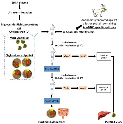 Schematic Of The Immunoaffinity Protocol For Purified Postprandial