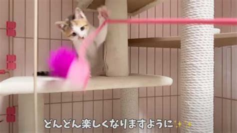 おなかをすかせた親子猫が「ゴハンをください」と家の庭にやってきて…… 保護され新しいお家へと向かう姿に幸せを願う声 ねとらぼ