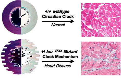 Figure From The Role Of Clock Genes In Cardiometabolic Disease