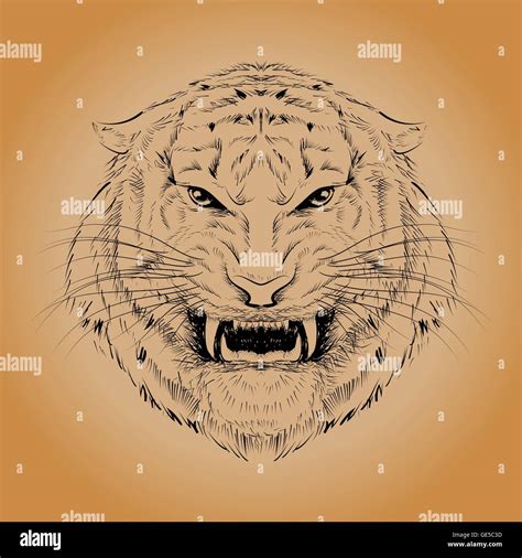 Tiger Head Hand Drawn Stock Vector Image Art Alamy