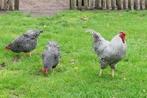 Orpington Chicken: Breed Info, Traits, Pictures & Facts