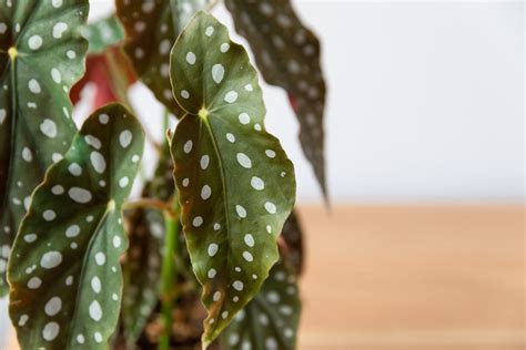 How To Grow And Care For Begonia Maculata