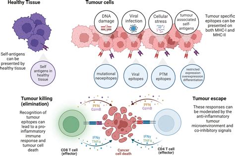 Cancer immunology and immunotherapy Virtual Issue | British Society for ...