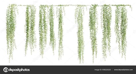 Set Vernonia Elliptica Creeper Plant Isolated White Background Render ...