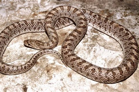 3 Types of Kingsnakes in Nebraska! (ID Guide) – Nature Blog Network