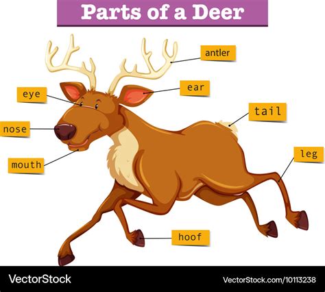 Diagram Showing Parts Of Deer Royalty Free Vector Image