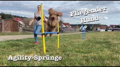 Fliegender Hund Pudel Agility üben mit dem Hund Kommando in