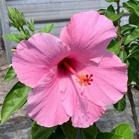 Onlineplantcenter 3 Gal Seminole Pink Tropical Hibiscus Flowering Shrub With Large Single Pink