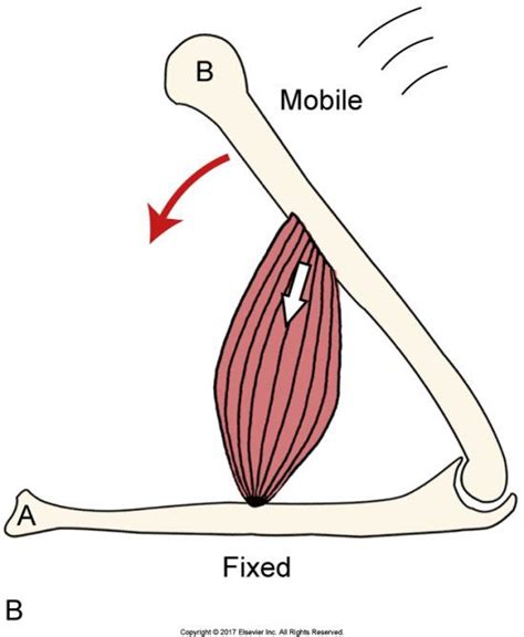 Psoas major function introduction muscle biomechanics – Artofit