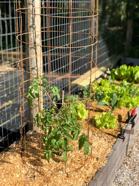 How To Make A Sturdy Diy Tomato Cage With Pictures Growfully