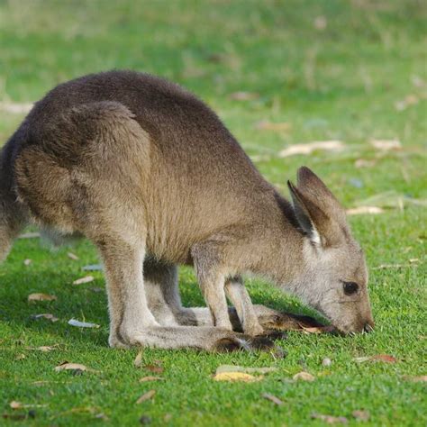 What Does a Kangaroo Eat? - Factopolis