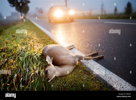 The Corpse Of A Dead Deer Lies Beside A Road As Car Drives By On The