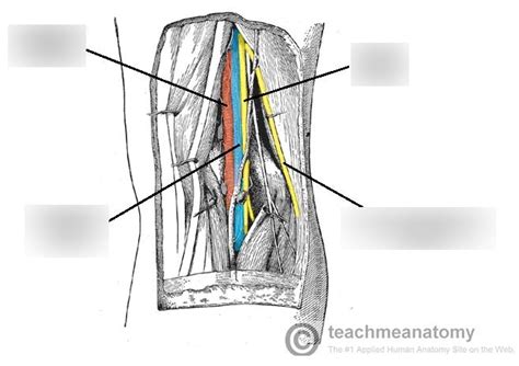 Popliteal fossa Diagram | Quizlet