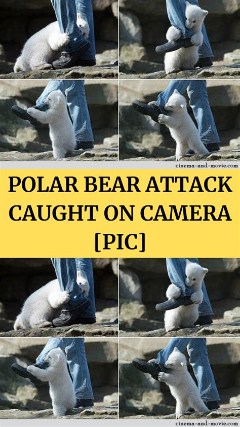 Polar bear attack caught on camera pic – Artofit