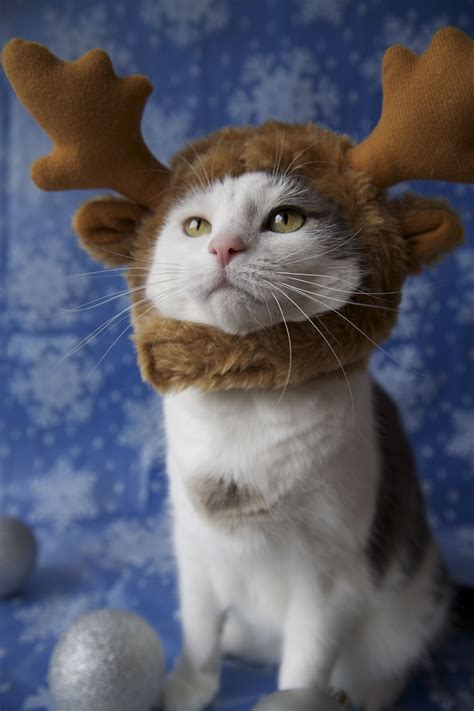 Cat Costumes For Cats Christmas | Care About Cats