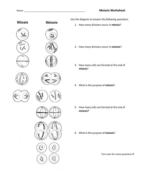 Meiosis Worksheet Katelyn Owens Library Formative