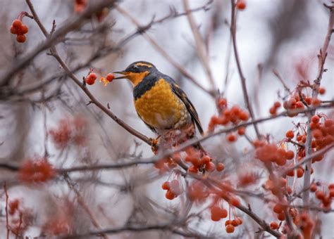 17+ Winter Plants for Attracting Birds and Wildlife