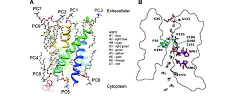 Aquaporin Structure And Lipid Interactions A Lipid Protein