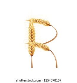 Font R Paddy Rice Malt Barley Stock Vector Royalty Free