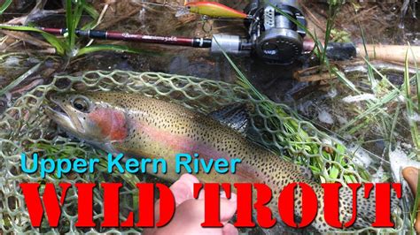 Wild Trout Fishing At Upper Kern River Above The Johnsondale Bridge