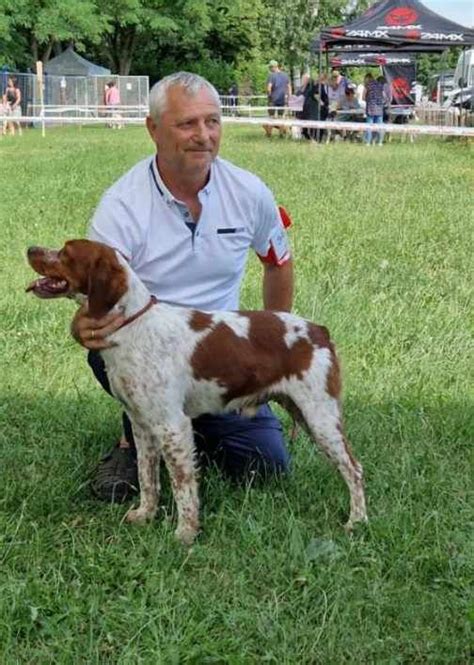 Accueil Elevage De La Plaine Marat Eleveur De Chiens Epagneul Breton