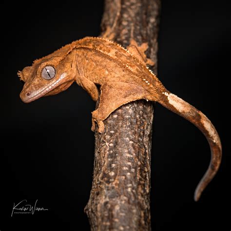 #G75 Hypo(SGE Line) Fire pos Dalmatian Crested Gecko | The Bugg Plug