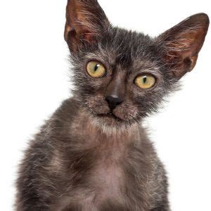 Razas De Gatos Sin Pelo Sorprendentes Con Im Genes