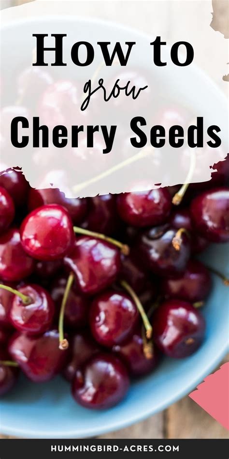 How To Grow Cherry Trees From Pits In 2023 Growing Cherry Trees