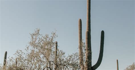 Cacti Growing in Arizona desert · Free Stock Photo