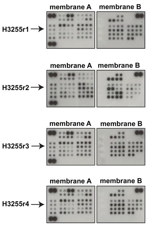 Example Phospho Antibody Array Developed With The Imager The