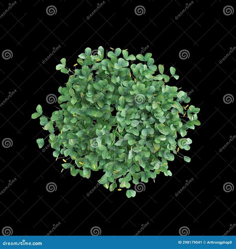 3d Illustration Of Arachis Pintoi Bush Isolated On Black Baclground