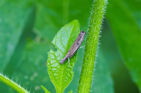 Are Sod Webworm Moths Ruining Your Lawn? | Organic Plant Care LLC | Organic Lawn & Plant Health ...