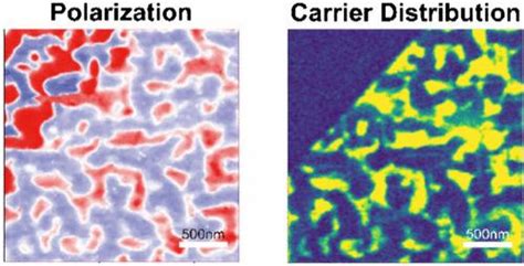 Nanoscale Mapping Of Carrier Distribution Regulated By Polarization In